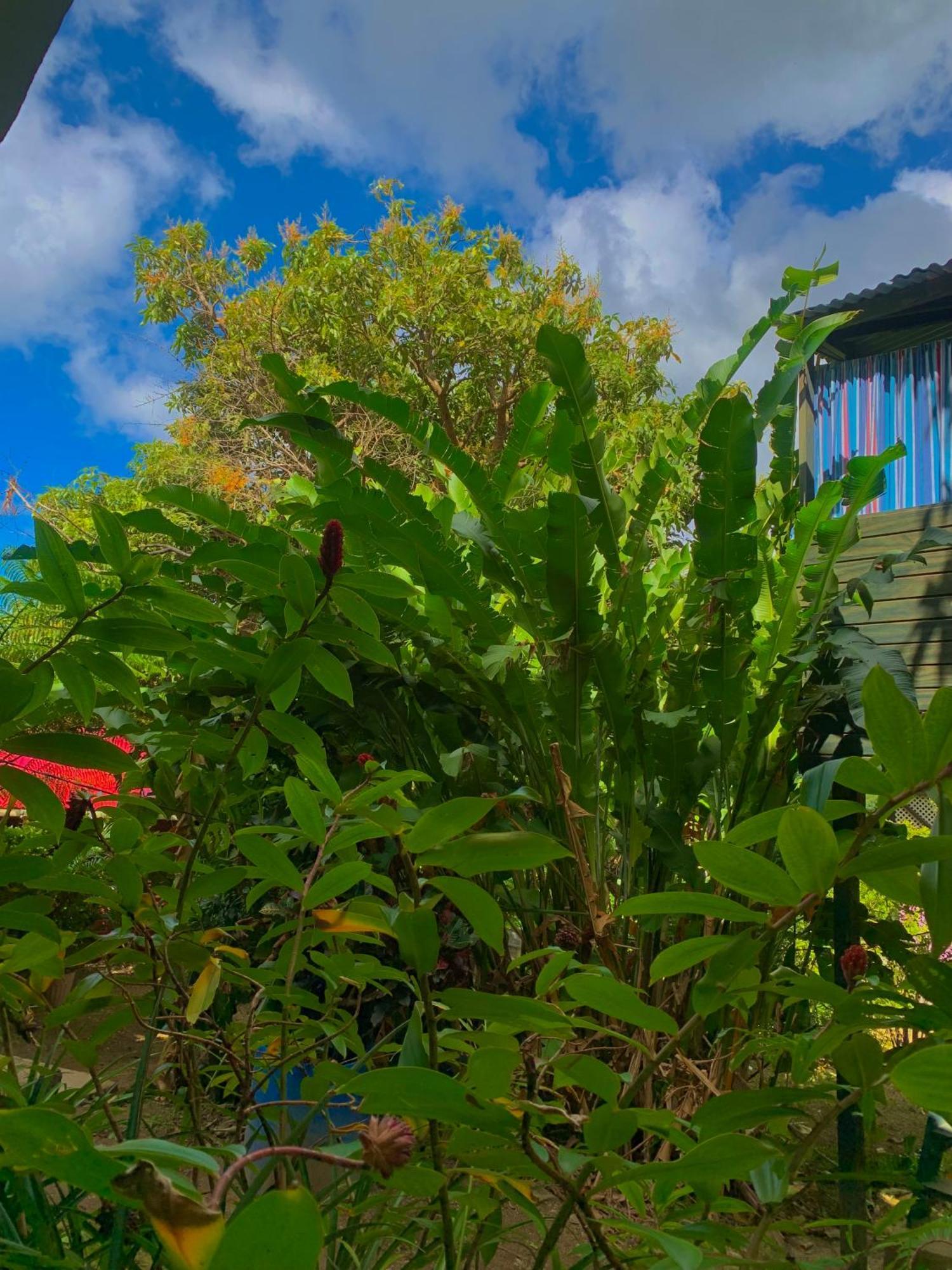 Le Petit Paradis Roseau Extérieur photo