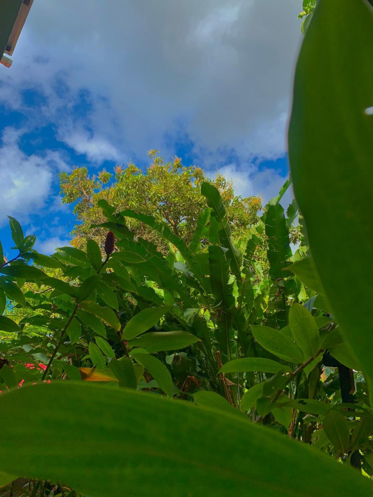 Le Petit Paradis Roseau Extérieur photo