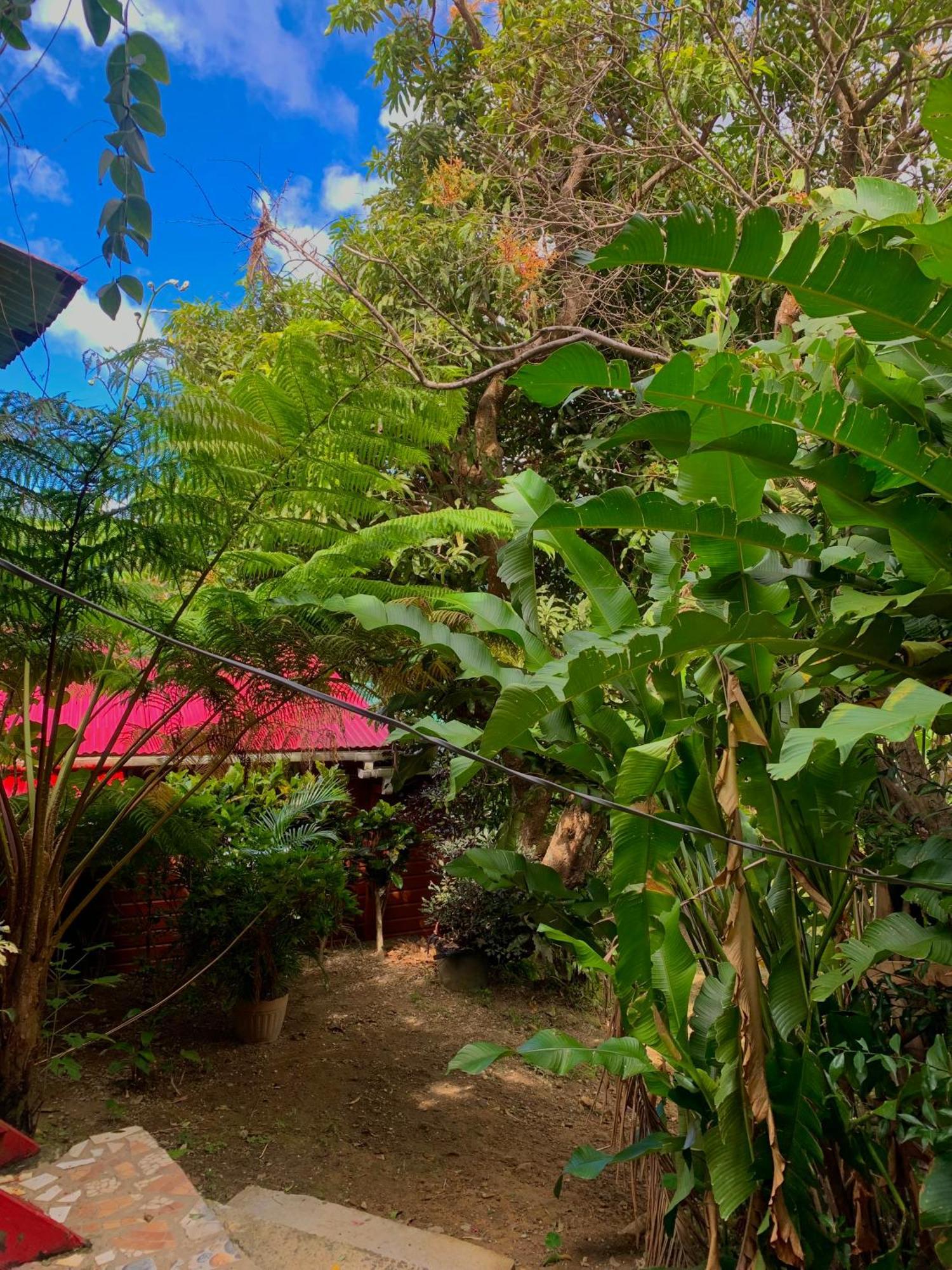 Le Petit Paradis Roseau Extérieur photo
